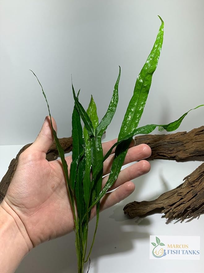 Marcus Fish Tanks Java Fern Microsorum Pteropus Easy Low Light Live Aquarium Plant - Buy 2 Get 1