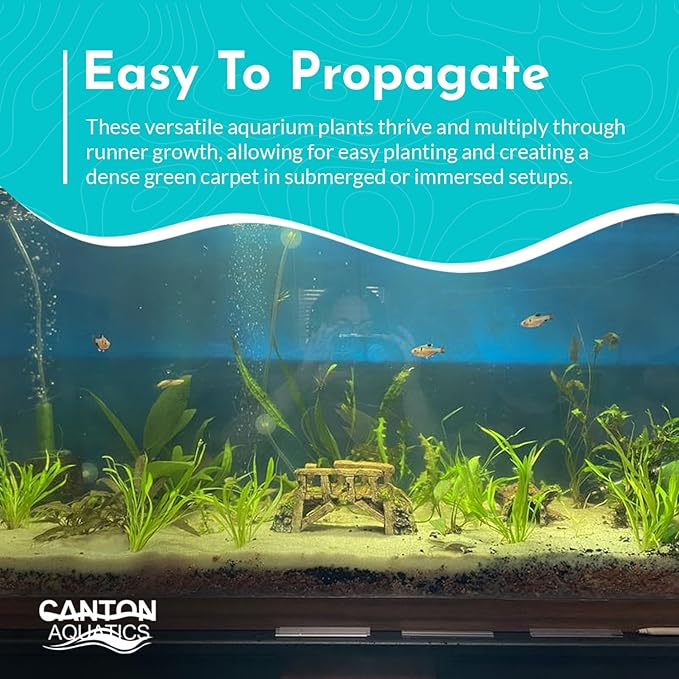 | Live Aquarium Helanthium Tenellum Echinodorus Plants - Increases Beauty - Removes Nitrates - Long Lasting - Grows in Low-Light - Suitable for Summer & Winter - Small