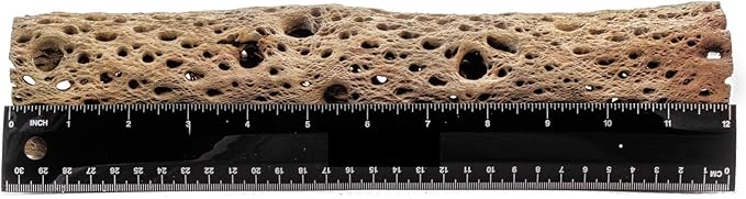 3, 6, 9, 12 Inch All Natural Teddy Bear Cholla Wood Extra Hollow Untreated Organic Aquarium Driftwood Decoration Chew Toy Shrimp Crab Cichlid Nano Tank Birds 1 or 5 Pieces (1 Piece, 12 inch)