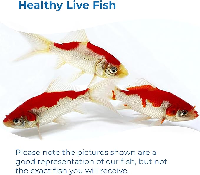 Toledo Goldfish Sarasa Comet Goldfish: Live Red and White Goldfish with a Variety of Patterns - Perfect for Stocking Ponds, Aquariums, or Tanks - 4-5 Inches, 5 Count
