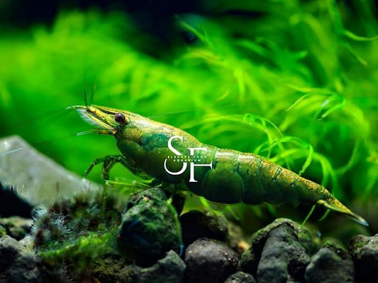 SF Aquatic™ 20 Premium Green Diamond Neocaridna Live Freshwater Aquarium Shrimps for Aquarium. Adults Beeding Age. Live Arrival Guarantee.