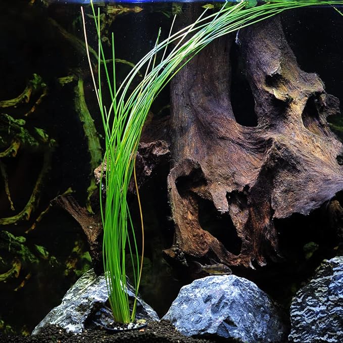 Potted Live Aquarium Plants | Freshwater Aquatic Plants for Aquariums (Giant Grass)