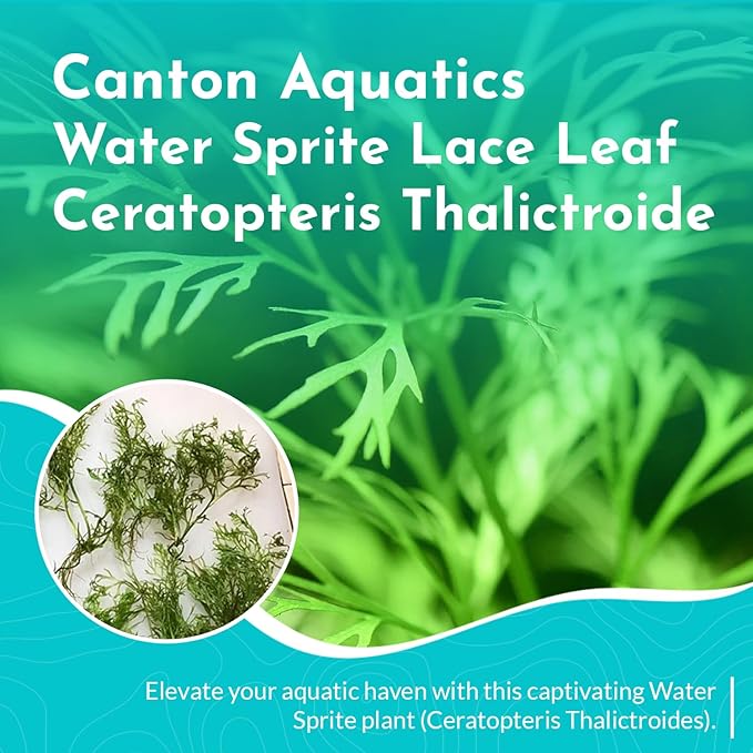 Water Sprite Lace Leaf Ceratopteris Thalictroide - Freshwater - Low-Medium Light