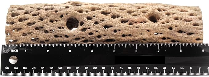 3, 6, 9, 12 Inch All Natural Teddy Bear Cholla Wood Extra Hollow Untreated Organic Aquarium Driftwood Decoration Chew Toy Shrimp Crab Cichlid Nano Tank Birds 1 or 5 Pieces (1 Piece, 9 inch)