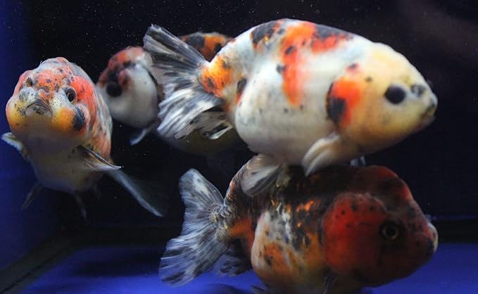1 Live sm. Calico Ranchu Goldfish for Aquarium Fish Tank or Pond