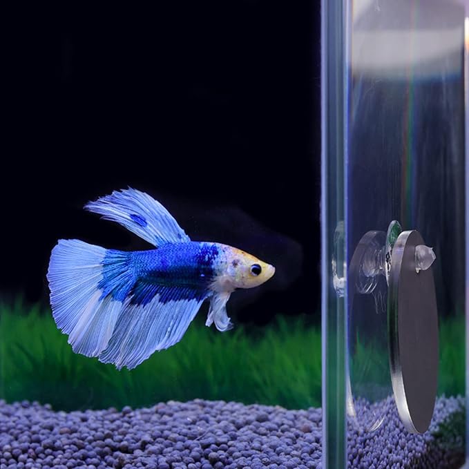 Thereisno Betta Training Mirror Fish for Tank Fish Antidepressant Work Out 5/6/7cm Special for Betta Fitness Mirror Training Mirror