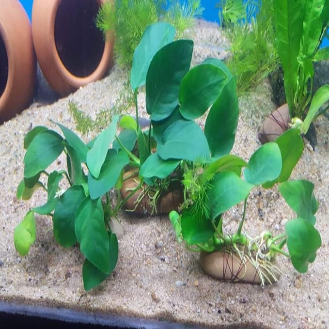 Anubias Nana On Stone Live Aquarium Plant Tropical Freshwater Decorations