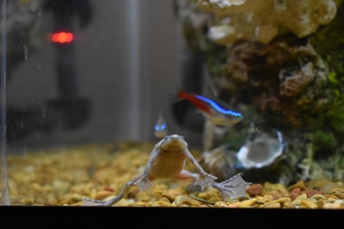 Dwarf Aquatic Frog Food Mix Soft Pellets 1.2 & Blackworm Pellets 1.0 Axolotls A452F (32oz)