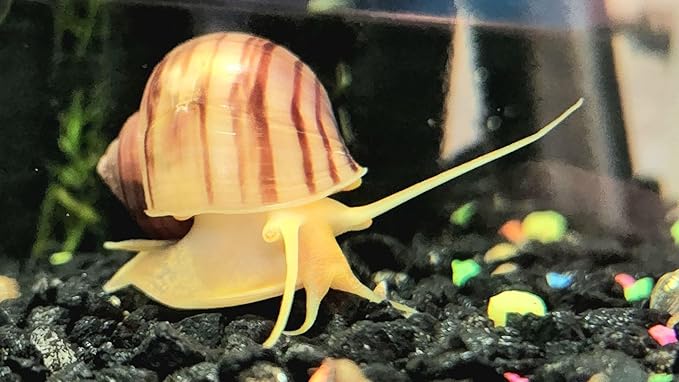 Supreme Freshwater Aquatic Snail Food Mix with Calcium,Bug Sticks,Krill,Spirulina & Garlic A208N2 (4oz)