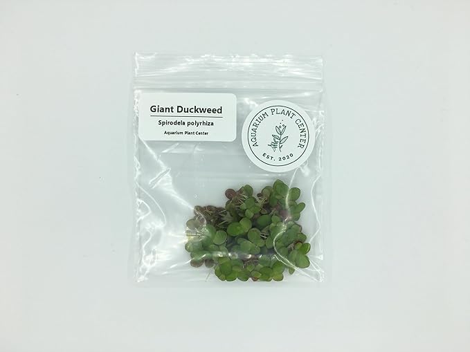 Giant Duckweed, Spirodela polyrhiza, Live Aquarium/Aquatic/Freshwater/Floating/Pond Plant, Planted Tank, Aquascaping by Aquarium Plant Center (60 Plants)