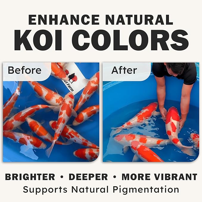 HARUTO Koi Food Color Enhancer 11lb – Floating Pellets with Spirulina & Astaxanthin, Appearance-Focused Formula, Daily Feeding for Koi Fish Ponds