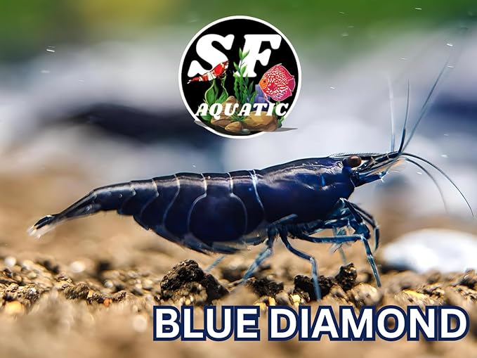 SF Aquatic™ 10 Blue Diamond High Grade Neocaridina Live Freshwater Aquarium Shrimps Fully Mature Breeding Age. Live Arrival Guarantee
