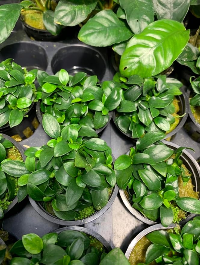 Marcus Fish Tanks Anubias Nana Petite Live Aquarium Plants Potted Freshwater Auatic Plant