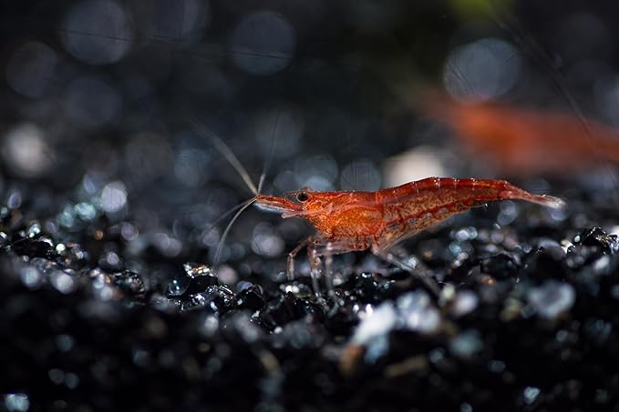 Super Freshwater Shrimp Food,Calcium,Spirulina,Crayfish & Snail Mix,Cherry Shrimp,Bottom Feeders - A109 (Veggie & Krill, 4oz)