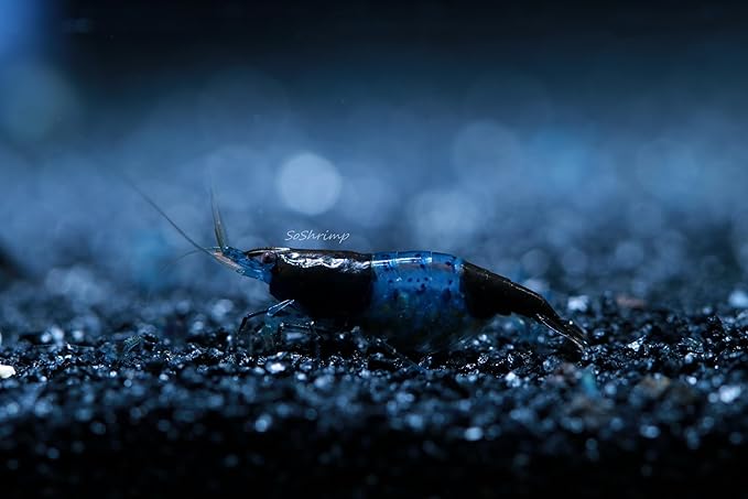 Live Freshwater Aquarium Shrimp - Neocaridina (Carbon Rili, 10 Pack)