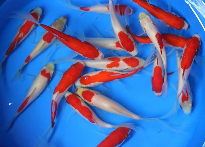 6 Pack of 4-5 inch Mixed Live sarasa, shubunkin, Apricot Comet Goldfish for Aquarium Fish Tank or koi Pond
