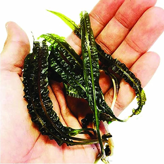 Cryptocoryne Balansae Long Leaves Rooted Live Aqiarium Plants Rhizome BUY2GET1FREE