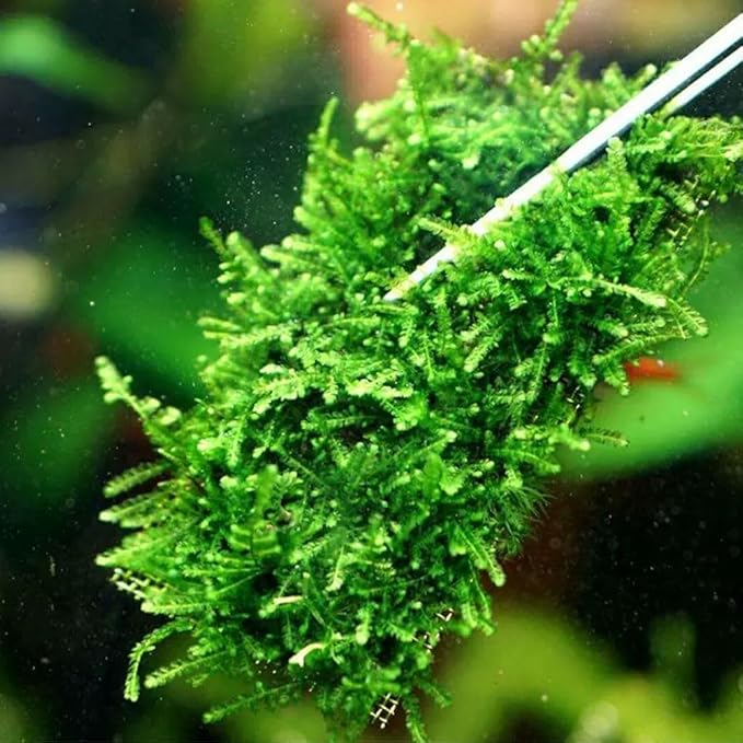 LINLAN 24 Pieces 3.1X3.1in (8X8cm) Aquarium Moss Mesh, 304 Stainless Steel Aquatic Moss Wall, Easy to Cut, for Fixing and Propagating Aquatic Mosses, DIY Aquarium Filtration, and Aquascaping