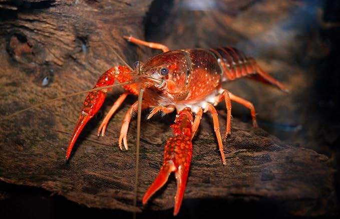Small & Medium Calcium Feeder Disks for Shrimp, Snails, Crabs, Crayfish, Hermit Crabs and All Tropical Fish…30 Count Bag of Small & Medium
