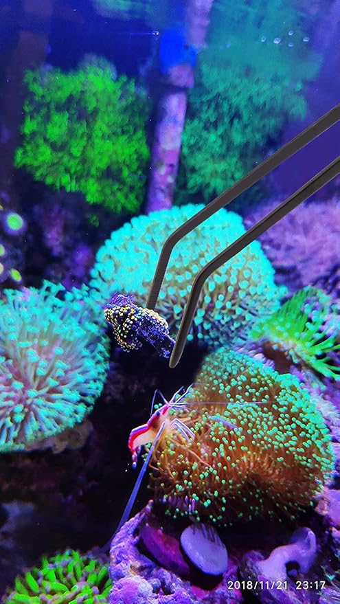 Aquarium Choice Coral Feeder Long Syringe, 2 Units, SPS HPS Marine Reef Coral Feeder Tool, 2 Tweezers for Coral Frag, Fish Excreta Cleaner
