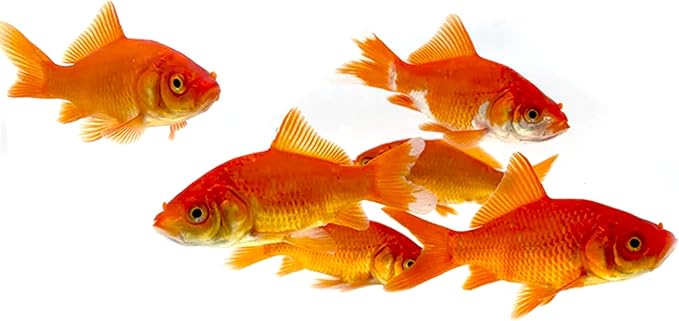 Toledo Goldfish Classic Comet Goldfish: Live Goldfish with a Variety of Sizes for Ponds, Tanks, and Aquariums - 3-4 Inches, 75 Count