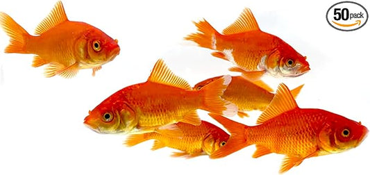 Toledo Goldfish Classic Comet Goldfish: Live Goldfish with a Variety of Sizes for Ponds, Tanks, and Aquariums - 4-5 Inches, 50 Count