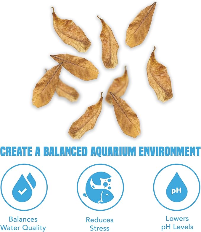 JOR Catappa Indian Almond Leaves for Ammonia Control, Aquarium Water Stabilizer and Treatment, Ideal for Betta Fish, Shrimp, Tetras, Freshwater & Tropical Tanks, 60 Pcs Per Pack