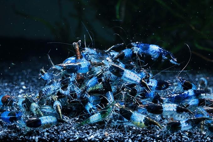 Live Freshwater Aquarium Shrimp - Neocaridina (Carbon Rili, 5 Pack)