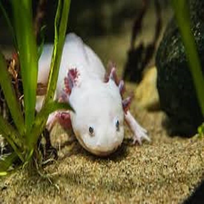 Axolotl Food, 1/4" Soft Moist Sinking Pellets, Rangen's Salmon Meal Pellets for Adult Axolotl. Also Shrimp, Snails, Crabs, Bottom Fish, All Tropical Fish…4-lbs 0.3oz Clear Bag