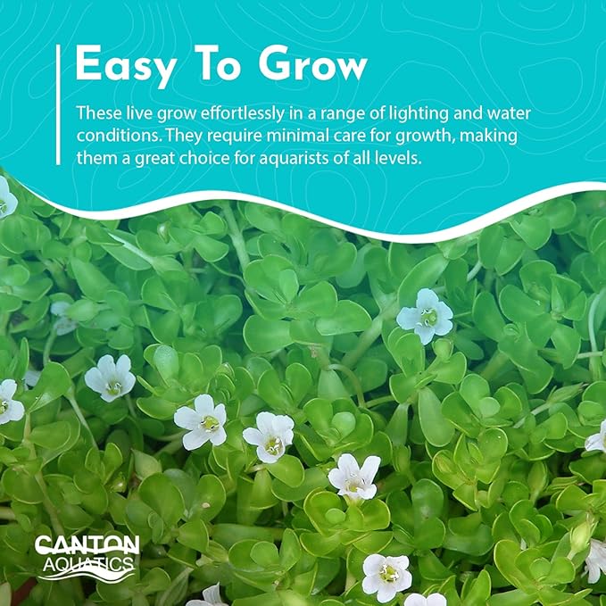 Moneywort Bacopa Monnieri Live Aquarium Plant Stem Bundle Freshwater Easy Beginner Background Plant - Low-Medium Light