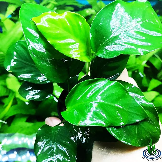 Anubias Barteri VAR Nana Potted Live Aquarium Plants Decoration for Freshwater Fish Tank by greenpro