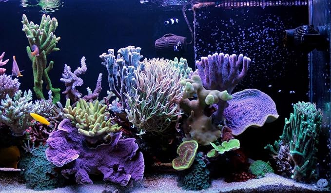 Golden Pearls 5-50 Microns for Tropical Fish Fry and Babies, Corals, Anemones, Reef Tanks…2oz Squeeze Bottle
