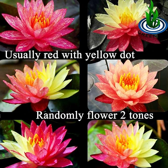 Live Aquatic Plant Nymphaea Wanwisa Red Hardy Water Lilies Tuber for Aquarium Freshwater Fish Pond