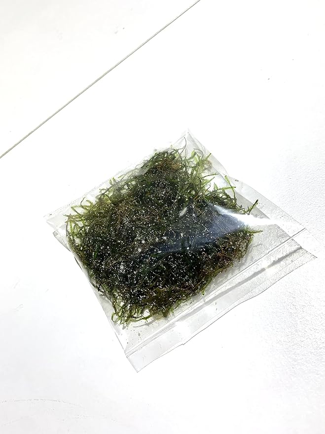 Marcus Fish Tanks Java Moss Taxiphyllum Barbieri Live Aquarium Moss Aquatic Plants Vesicularia Dubyana Buy 2 G 1