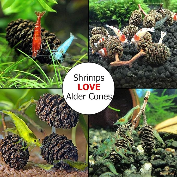 SunGrow Alder Cones for Shrimps, Water Conditioner for Freshwater Shrimp Tanks, Aquarium Decorations & Accessories (50 Pcs)
