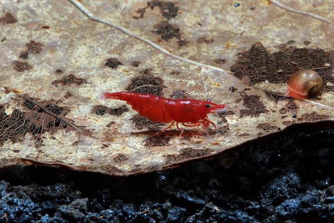 Live Freshwater Aquarium Shrimp - Neocaridina (Bloody Mary, 5 Pack)