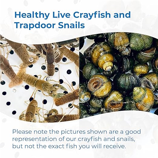 Toledo Goldfish Live Crayfish and Trapdoor Snail Combo, Live Ornamental Species Perfect for Ponds, Tanks or Aquariums - 3 of Each, 6 Total Count