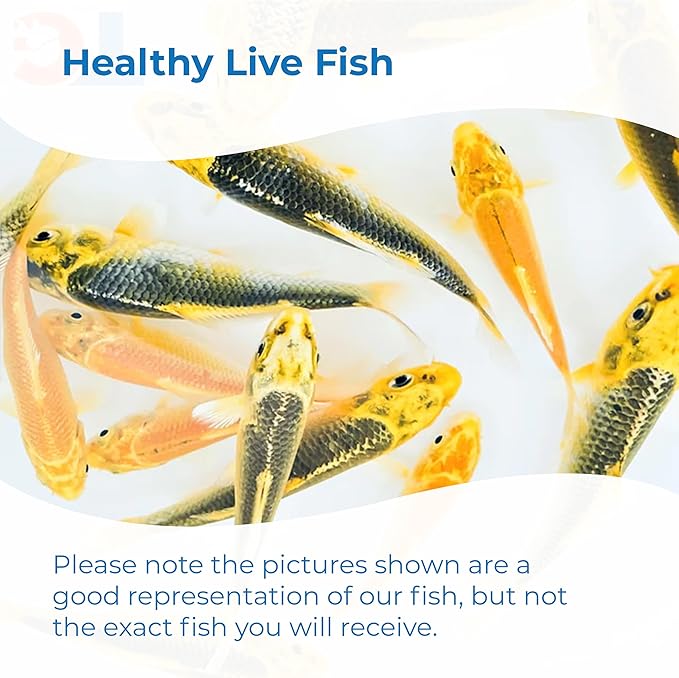 Toledo Goldfish Live Sunshine Yellow Koi, Mix of Standard or Butterfly Fin Species, Perfect for Ponds, Tanks, and Aquariums - 4-5 Inches, 5 Count