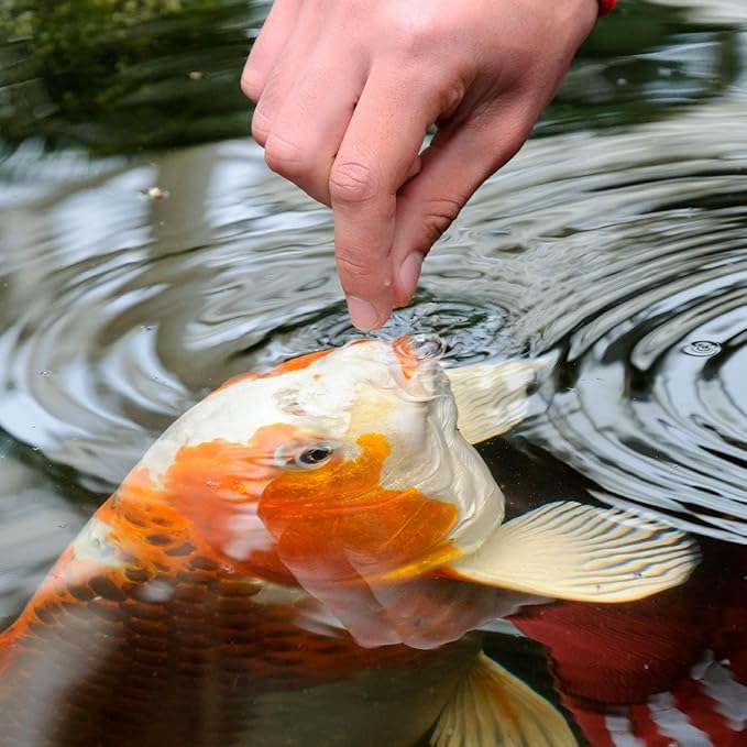 TetraPond Koi Vibrance Soft Sticks, Floating Pond Fish Food for Koi Fish and Ornamental Goldfish, 2.42 lbs