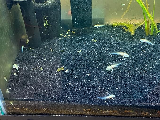 Gourmet Axolotl Soft Food Pellet Mix 3.2mm & 4.0mm & MINI BLOODWORM Sticks - A7 (7oz)