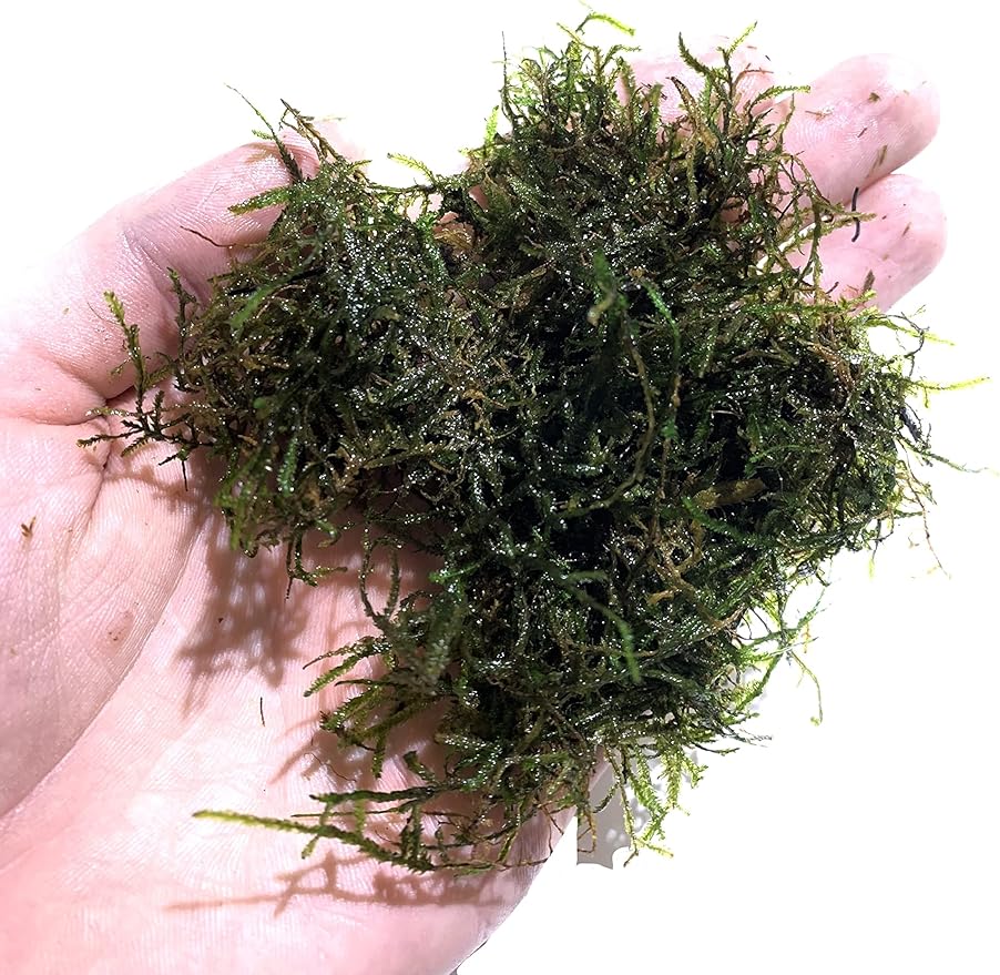 Marcus Fish Tanks Java Moss Taxiphyllum Barbieri Live Aquarium Moss Aquatic Plants Vesicularia Dubyana Buy 2 G 1