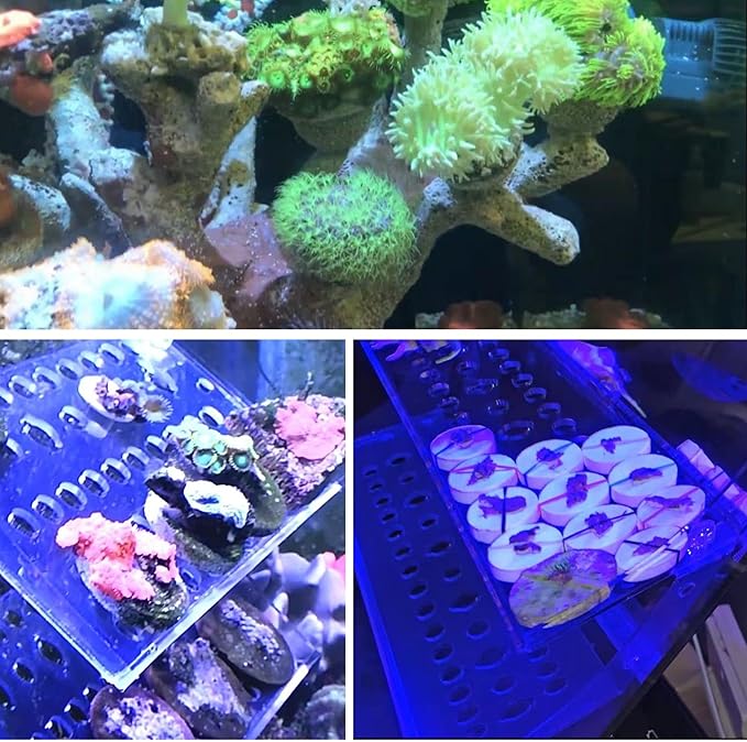 Coral Frag Plugs 50 Pcs Ceramic Coralline Frag Plug Round Base