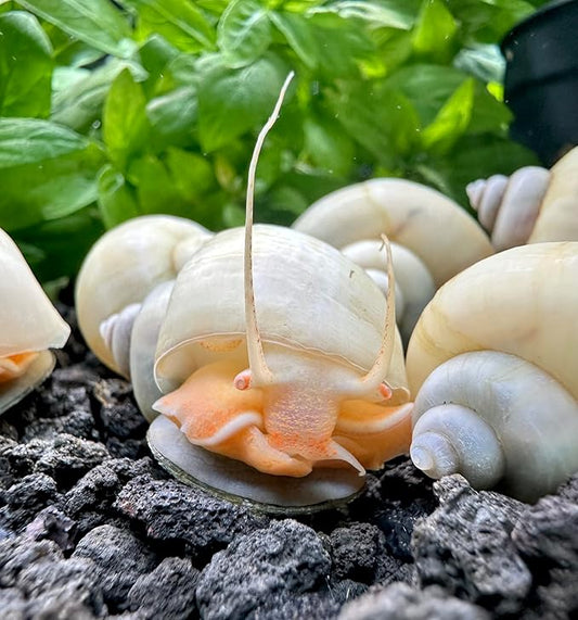 AquaticMotiv® 3-Pack Ivory Mystery Snails (Pomacea Bridgesii) Large - Live Aquarium Freshwater Snails