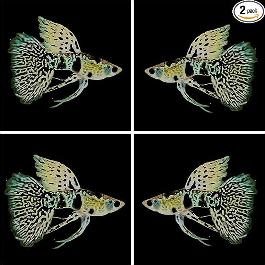 D&A Tropical Tiger King Cobra Ribbons Guppies - Male & Female Live Fish for Aquarium, Freshwater (1 Pair)