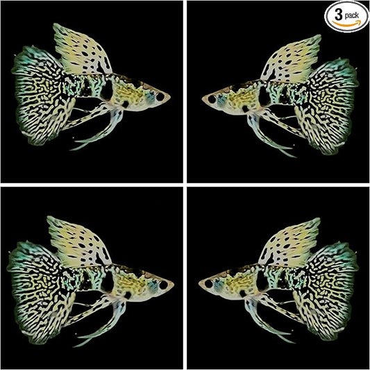 D&A Tropical Tiger King Cobra Ribbons Guppies - Male & Female Live Fish for Aquarium (1 Trio - 1 Male, 2 Female)