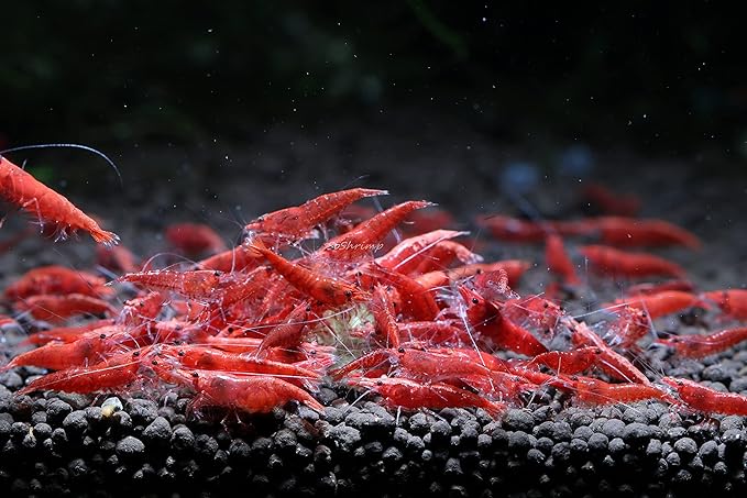 Live Freshwater Aquarium Shrimp - Neocaridina (Red Cherry, 10 Pack)