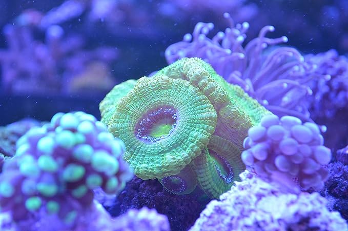 Crystalpro Calcium Plus - Highly Concentrated Liquid Calcium for Marine, Reef Aquariums and Freshwater Snails - Contains 160.000 ppm Calcium (4.22 Fl Oz)