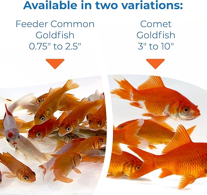 Toledo Goldfish Classic Comet Goldfish: Live Goldfish with a Variety of Sizes for Ponds, Tanks, and Aquariums - 6-8 Inches, 25 Count
