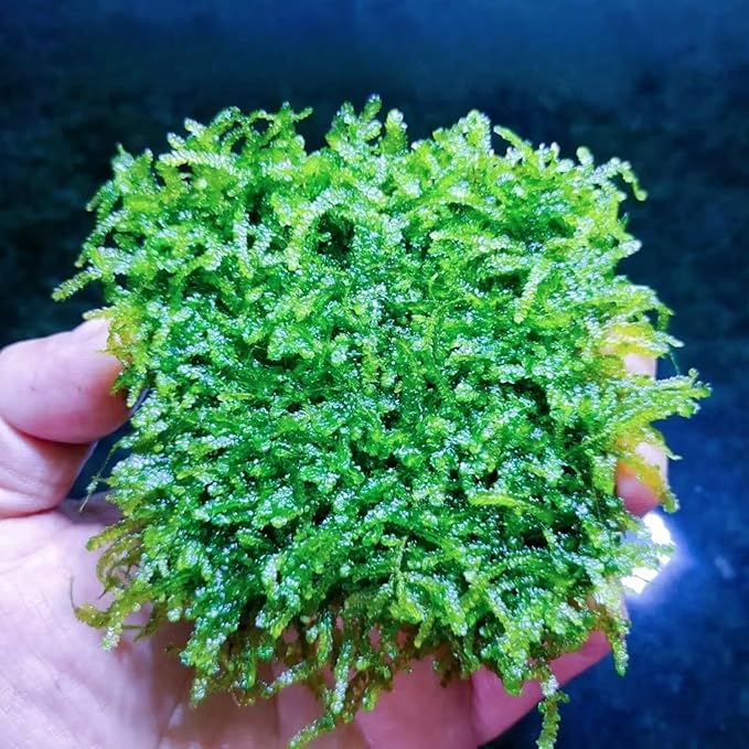 Java Moss | Vesicularia Ferriei Live Aquarium Plant, 10 Square Inch Flame Moss, with 1x Ball Holder, Freshwater Live Plants Shaping Filter