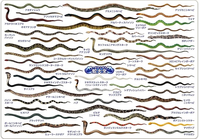 ザ・アクセス The Access Shitajiki Snake Encyclopedia Aquarium A4